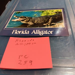Carte postale vintage Alligator de Floride PC 259