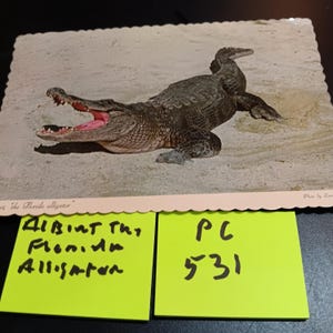 Carte postale vintage Albert le Alligator de Floride PC 531