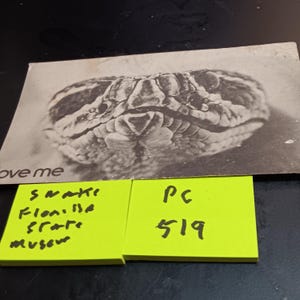 Cartolina d'epoca Snake Love Me dal Florida State Museum PC 519