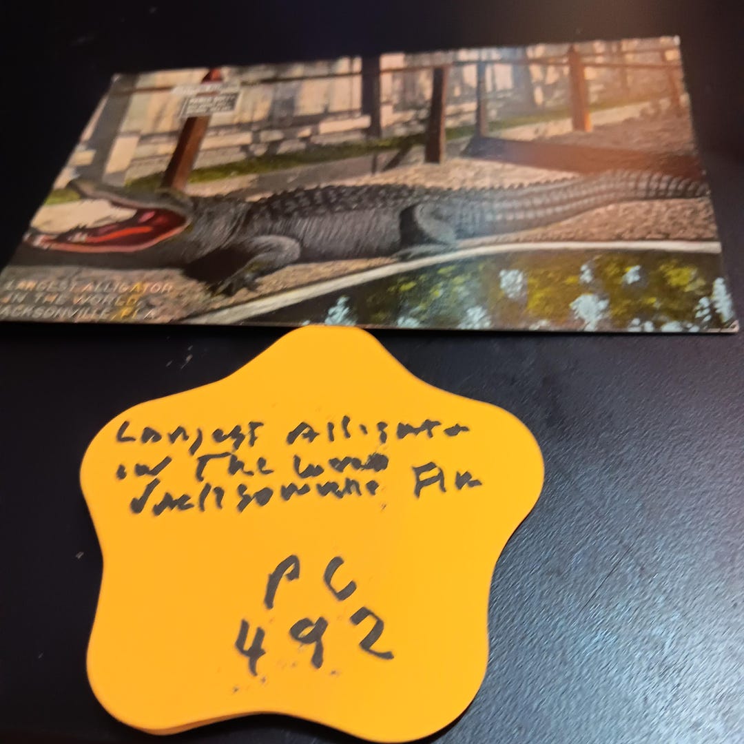 Largest Alligator in the World Jacksonville Florida Vintage Post Card ...