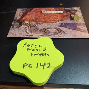 Desert Patch-neusslang ansichtkaart vintage pc 142