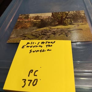 Carte postale vintage alligators profitant du soleil PC 370