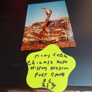 King Cobra Chicago Natural History Museum. ansichtkaart vintage pc 213