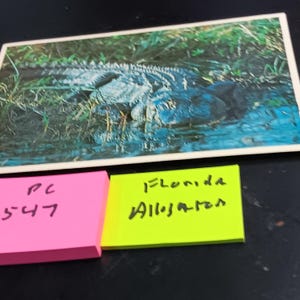 Florida Alligator Vintage Postkarte PC 547
