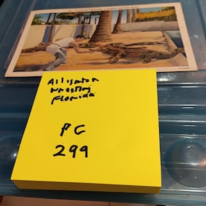 Alligator Wrestling Florida Vintage-Postkarte knapp PC 299
