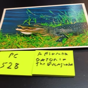 Carte postale vintage Un alligator de Floride dans les Everglades PC 528