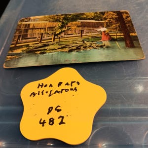Sus mascotas: Caimanes, postal vintage de Florida, PC 482