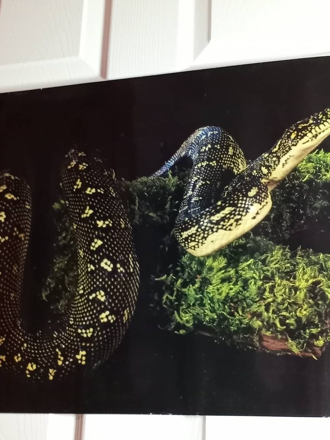 Snake Poster. New - Etsy