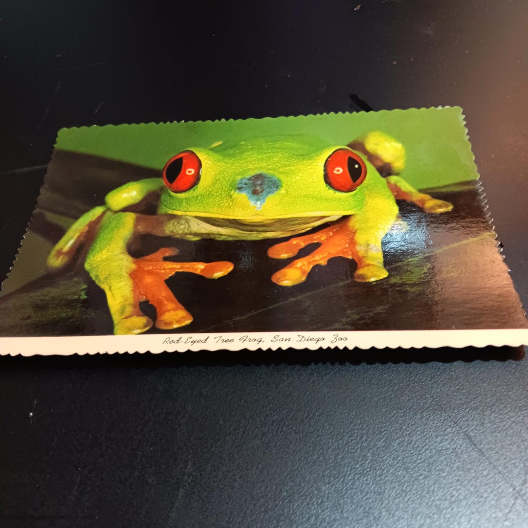 Red Eyed Tree Frog San Diego Zoo Vintage Post Card PC 527 - Etsy