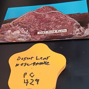 Desert Leaf Neus slang vintage ansichtkaart PC 429