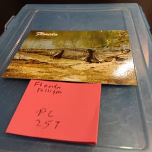 Caimán de Florida, crecen grandes aquí, postal vintage PC 257