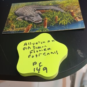 Carte postale vintage de Floride Alligator an old timer, PC 149