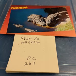 Carte postale vintage Alligator de Floride PC 261