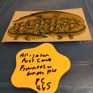 Carte postale alligator Pineapple Grove Florida vintage et rare PC 465