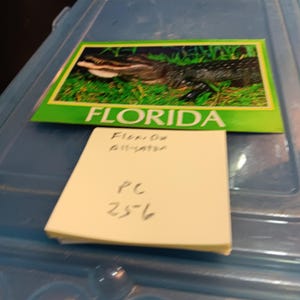 Carte postale vintage alligator de Floride PC 256