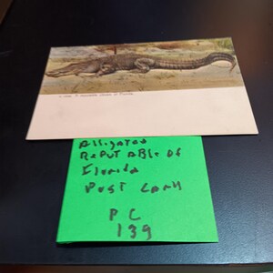 Carte postale alligator de bonne réputation, citoyen de Floride, vintage PC 139