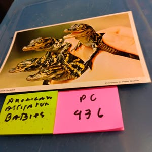 Carte postale vintage bébés alligator PC 536