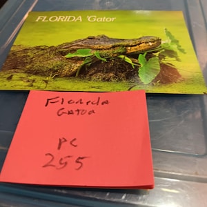 Carte postale Florida Gator vintage PC 255