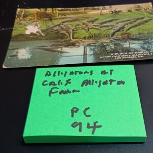 Carte postale Alligators à la ferme d'alligators de Californie avec petite fille vintage PC 94