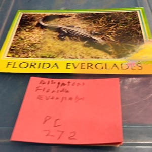 Carte postale vintage Alligator Everglades de Floride PC 272