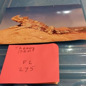 Thorny Devil Lizard vintage ansichtkaart PC 275