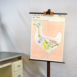 ancienne carte de rouleau DDR poulet domestique poulet tableau scolaire image tableau noir design vintage aide pédagogique années 60 70 organes poulet brocante rustique murale