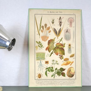 alte Lithografie A. Eckstein 1900 Schultafel Animal Image Wandtafel Design Schulkarte Lehrtafel Chromolithografie Biologie Insekten Pflanzen