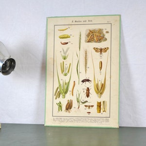 alte Lithografie A. Eckstein 1900 Schultafel Animal Image Wandtafel Design Schulkarte Lehrtafel Chromolithografie Biologie Insekten Pflanzen