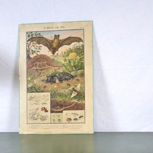 vecchia litografia A. Eckstein intorno al 1900 consiglio scolastico immagine animale tabellone da muro mappa scolastica vintage tabellone didattico cromolitografia biologia zoologia