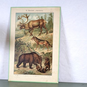 vecchia litografia A. Eckstein intorno al 1900 consiglio scolastico immagine animale tabellone da muro mappa scolastica vintage tabellone didattico cromolitografia biologia zoologia