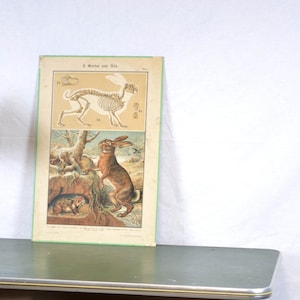 vecchia litografia A. Eckstein intorno al 1900 consiglio scolastico immagine animale tabellone da muro mappa scolastica vintage tabellone didattico cromolitografia biologia zoologia