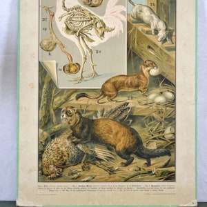 vecchia litografia di animali A. Eckstein intorno al 1900 consiglio scolastico Immagine di animali lavagna design vintage mappa scolastica tabellone didattico cromolitografia zoologia