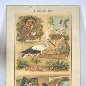 vecchia litografia con animali A. Eckstein intorno al 1900 consiglio scolastico immagine degli animali tabellone da muro design vintage mappa scolastica tabellone didattico cromolitografia biologia