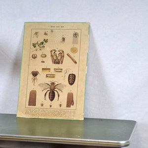 alte Tier Lithografie A. Eckstein um 1900 Schultafel Animal Image Wandtafel Vintage Design Schulkarte Lehrtafel Chromolithografie Biologie