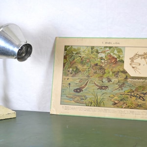 vecchia litografia A. Eckstein intorno al 1900 consiglio scolastico immagine animale disegno lavagna mappa scolastica consiglio didattico cromolitografia biologia zoologia