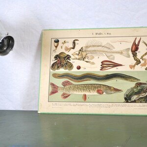 Lithografie A. Eckstein um 1900 Schultafel Animal Image Wandtafel Fische Design Schulkarte Lehrtafel Chromolithografie Biologie Tierkunde