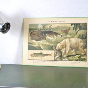 vecchia litografia A. Eckstein intorno al 1900 consiglio scolastico immagine animale tabellone da muro mappa scolastica vintage tabellone didattico cromolitografia biologia zoologia