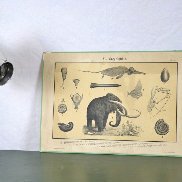 alte Lithografie A. Eckstein um 1900 Schultafel Animal Image Wandtafel Design Schulkarte Lehrtafel Chromolithografie Biologie Erdgeschichte