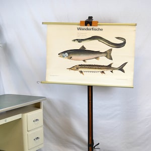 Carte ancienne en rouleau DDR poisson poisson migrateur tableau scolaire image tableau noir design vintage aide pédagogique années 60 70 poisson anguille saumon esturgeon brocante peinture murale