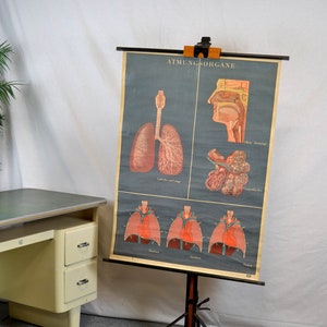 vecchia mappa rotolo DDR organi respiratori polmoni umani bacheca scolastica immagine lavagna vintage design sussidio didattico anni '40 anni '50 umano rustico murale