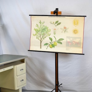 alte Rollkarte Ananas Obst Schultafel Image Wandtafel Vintage Design Gemälde Lehrmittel 70er fruit pineapple Wandbild rustikal Deko Pflanze