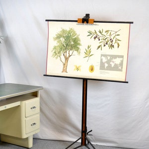 Mapa antiguo de pergamino, olivo, aceitunas, tablero escolar, imagen, pizarra, diseño vintage, pintura, material didáctico, árbol de los años 70, olivo, aceite, mural de aceite de oliva, decoración