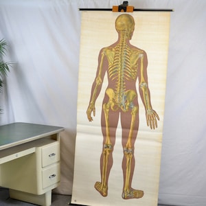 alte Rollkarte DDR Skelett Mensch Schultafel Image Wandtafel Vintage Design Lehrmittel 50er human skeleton Medizin Brocante Wandbild Knochen