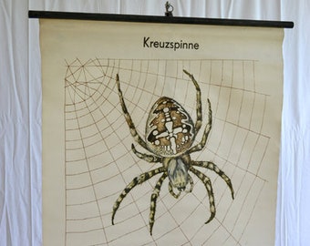 Cartão de rolo antigo cruz aranha Heinz Dost aranha animal animal imagem mural decoração design vintage cartão escolar cartão de ensino placa de ensino 50s