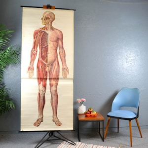 Tarjeta de desplazamiento RDA hombre humano escuela pizarra imagen pizarra diseño vintage material didáctico 50s 60s músculos masculinos medicina brocante mural fibras