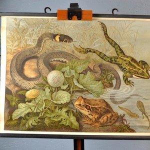 antiguo mapa rodante culebra rana años 20 30 G Joh. Pfeifer & Co. pizarra escolar diseño vintage material didáctico animales mural habitación infantil