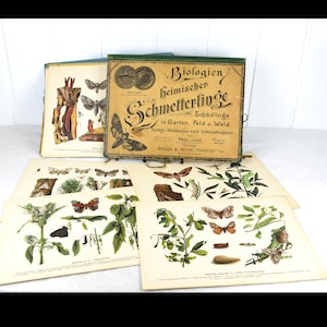 Map Biologie van inheemse vlinders door Paul Ihle 1911 Complete serie 1, 2 en 3 Chromolithografie Lithografie-displayborden