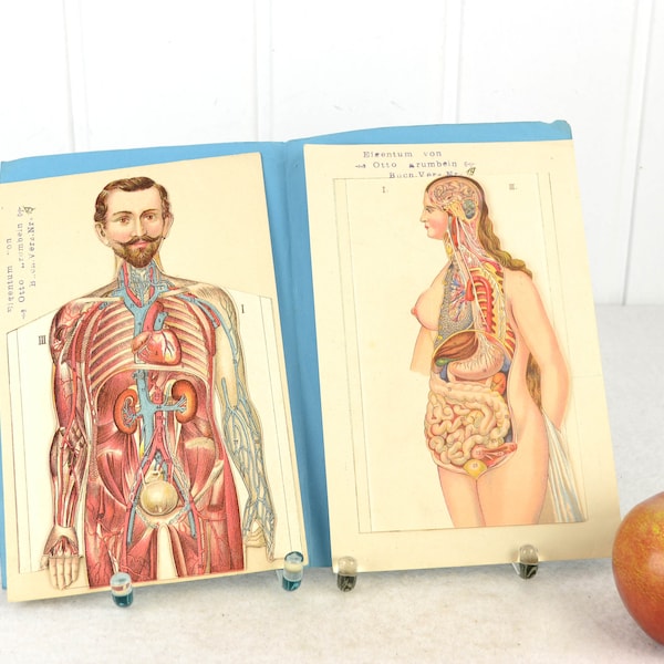 Aufklappbare anatomische Modelle Lehrmittel Anatomie Medizin Darstellung Mann Frau um 1910 1920 Mensch