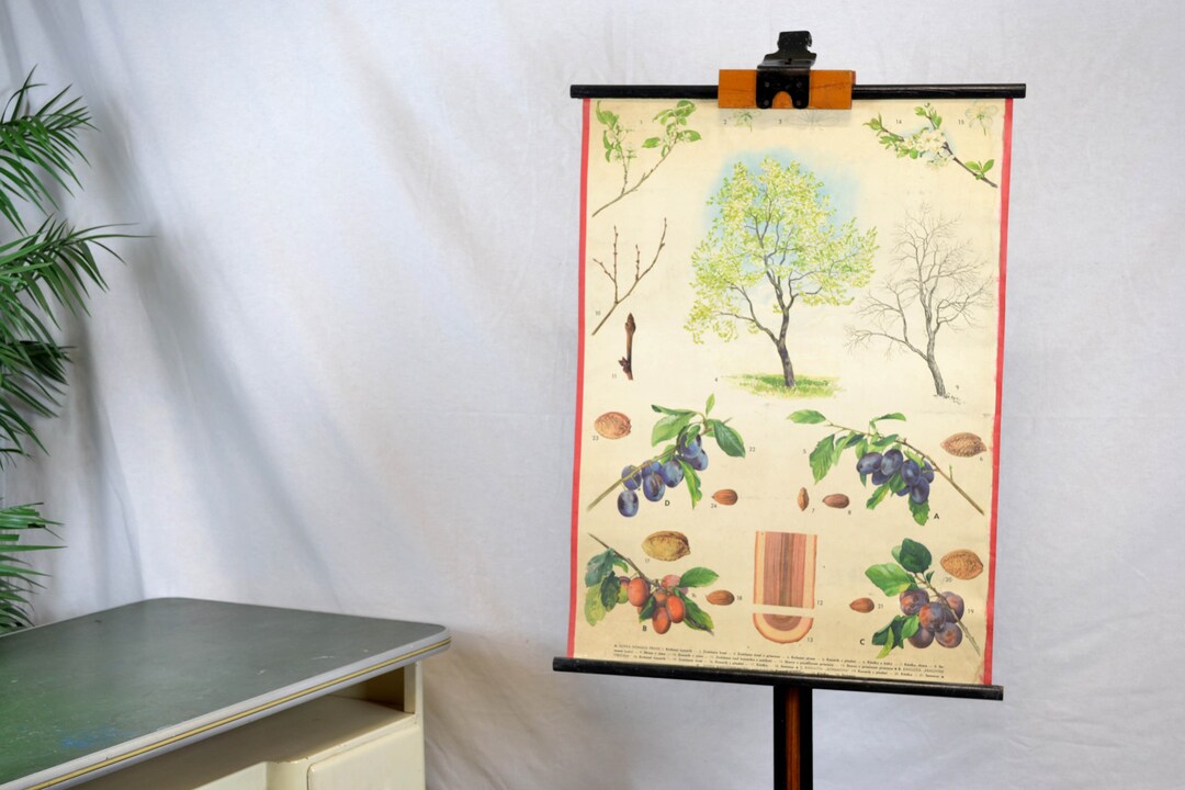 Roll-up Map, Fruit Tree, Plums, Blackboard Image, Wall Chart, Vintage ...