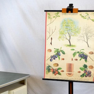 Rotolo di carta albero da frutto prugne lavagna scolastica immagine lavagna vintage design pittura sussidio didattico anni '70 albero frutta albero da frutto prugna murale rustico